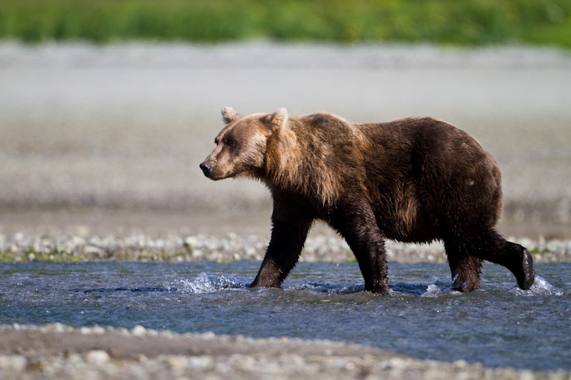 Grizzly Bear Crossing River